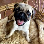Daisy Dondi - @daisy.the.pug.milano - Instagram