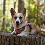 Daisy Miranda - @little_miss_daisy_adventures - Instagram