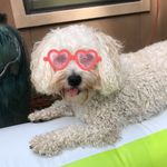 Daisy May Mireles ♡ - @daisymaythemaltipoo - Instagram