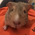 Daisy Mobley - @daisytheeguineapig - Instagram