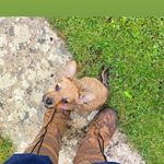 Daisy Monahan - @daisy_rescue_dog - Instagram