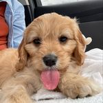 @_daisy.morris - Instagram