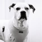 Daisy Morris 🐾 - @snow.leopard13 - Instagram