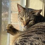 Daisy Morris 😻 - @daisy.morris.the.cat - Instagram