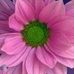 Daisy Morrow - Facebook