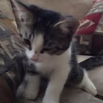 Daisy Morrow - @daisy_marks_cat - Instagram