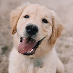 Daisy Morrow Murphy 🌼 - @daisythegoldenpooch - Instagram