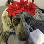 Daisy May Morse - @daisy_the.blueheeler - Instagram