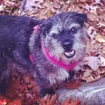 Daisy Morse - @daisythegreatdog - Instagram