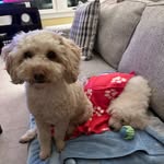 Henry & Daisy🌼 Morse - @henrytheminipoo_daisythedd - Instagram