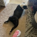 Daisy Poffel-Morton - @2hamsandanubn - Instagram