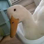 Mrs. quacker🦆 - @daisy_morton27 - Instagram