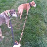 4 Tiere - @mueller_daisy_ferdi_max - Instagram
