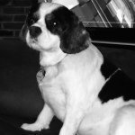 Daisy Mae Mueller ❤🐶❤ - @daisymaemueller - Instagram