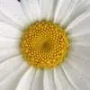 daisynarvaez3 - @daisynarvaez3 - TikTok