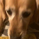Daisy - @daisy_naylor.11 - Instagram