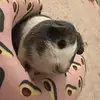 daisyneely - @daisythatpiggy - TikTok