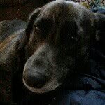 Daisy Newman - @daisy_the_doggg - Instagram