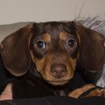 Daisy Newman - @daisynewman_thedachshund - Instagram
