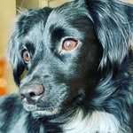 Adopted from the shelter 🐕♥️ - @daisyandnicholas - Instagram