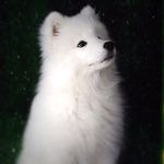 Daisy Ollikainen Nicholas - @daisymay_theicebear2017 - Instagram