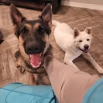 Daisy & Noel - @daisy_gsd_and_noel_akita_2021 - Instagram