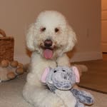 Daisy Noel - @daisynoeldoodle - Instagram