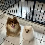 Noel and Daisy - @noel_and_daisy - Instagram