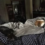 Daisy And Nolan - @daily_daisydoo - Instagram