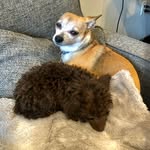 Daisy & Norman - @daisyandnorman - Instagram