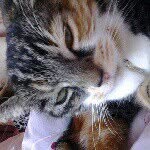 Daisy Norman - @daisy_the_cat889 - Instagram