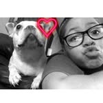Daisy Norman - @daisy_thebostonterrier - Instagram