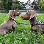 @daisy.nova.doxie - Instagram