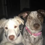 Daisy & Nova - @dasiy_nova - Instagram