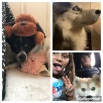 🦴🐾Daisy and Miley🐾🦴 - @daisy.nova._.miley559 - Instagram