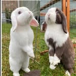 Daisy and Nova - @daisyandnova - Instagram