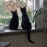 Daisy, Lea, Loki & Nova - @thefrisiancats - Instagram