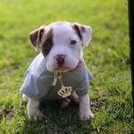 Daisy nova Soriano - @daisythepupp2 - Instagram