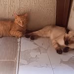 Daisy, Nova y fenix😼 - @daisy.nova.y.fenix - Instagram