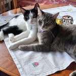Sara Astegren - @crazy_daisy_nova - Instagram