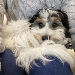 DaisyThePup🐾 - @daisy__oakes - Instagram