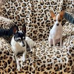 Doakes And Daisy - @mynameisdoakesanddaisy - Instagram