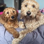 💜 Daisy & Oakley 💙 - @_doodlesx2_ - Instagram