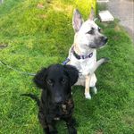 Daisy & Oakley - @wanderingmuddypaws - Instagram