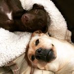 Daisy & Oakley - @missdaisydor - Instagram