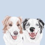Daisy & Oakley Border Collie - @archie__daisy__ - Instagram