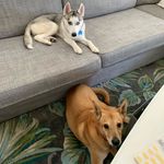 Daisy And Oakley - @nuggetandnoodle19 - Instagram