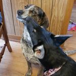 Daisy, Belle, & Oakley - @henryspups - Instagram