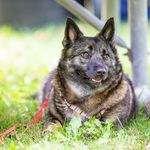 Memorial page for Akita Daisy and Oakley - @akitathevallhund - Instagram