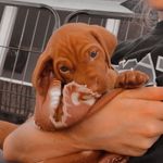 @oakley._.daisy - Instagram